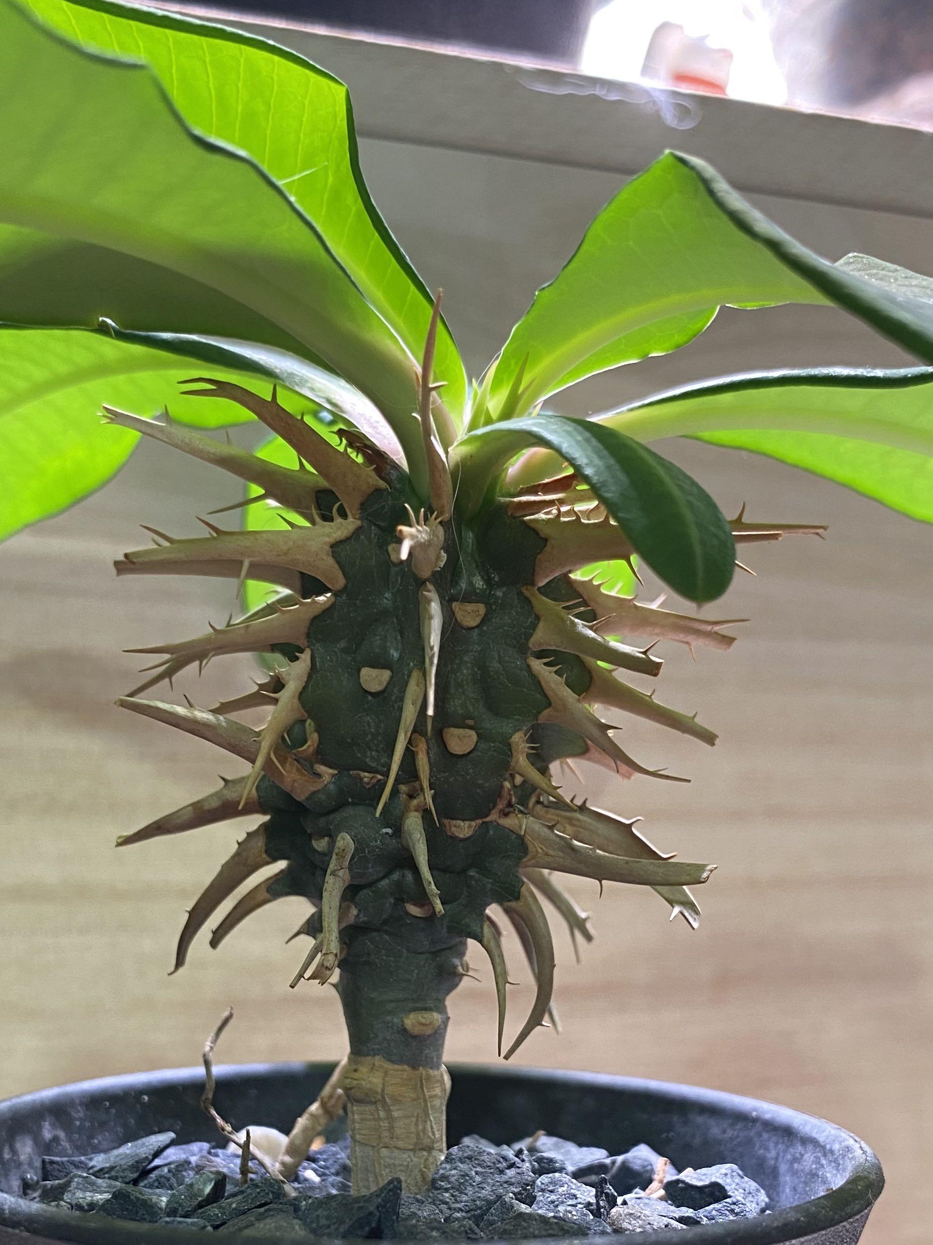 噴火龍大㦸塊根植物塊根入門 傢俬 家居 園藝 植物及種子 Carousell