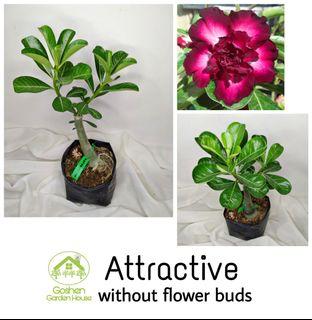 Adenium Bonsai - Attractive
