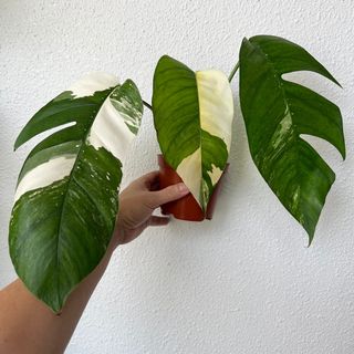 (Category: ) located in . Submitted by plants4you (Listing ID 1167955852, Image 1). Description: .