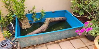 (Category: ) located in . Submitted by therealaquascappers (Listing ID 1167926876, Image 1). Description: .