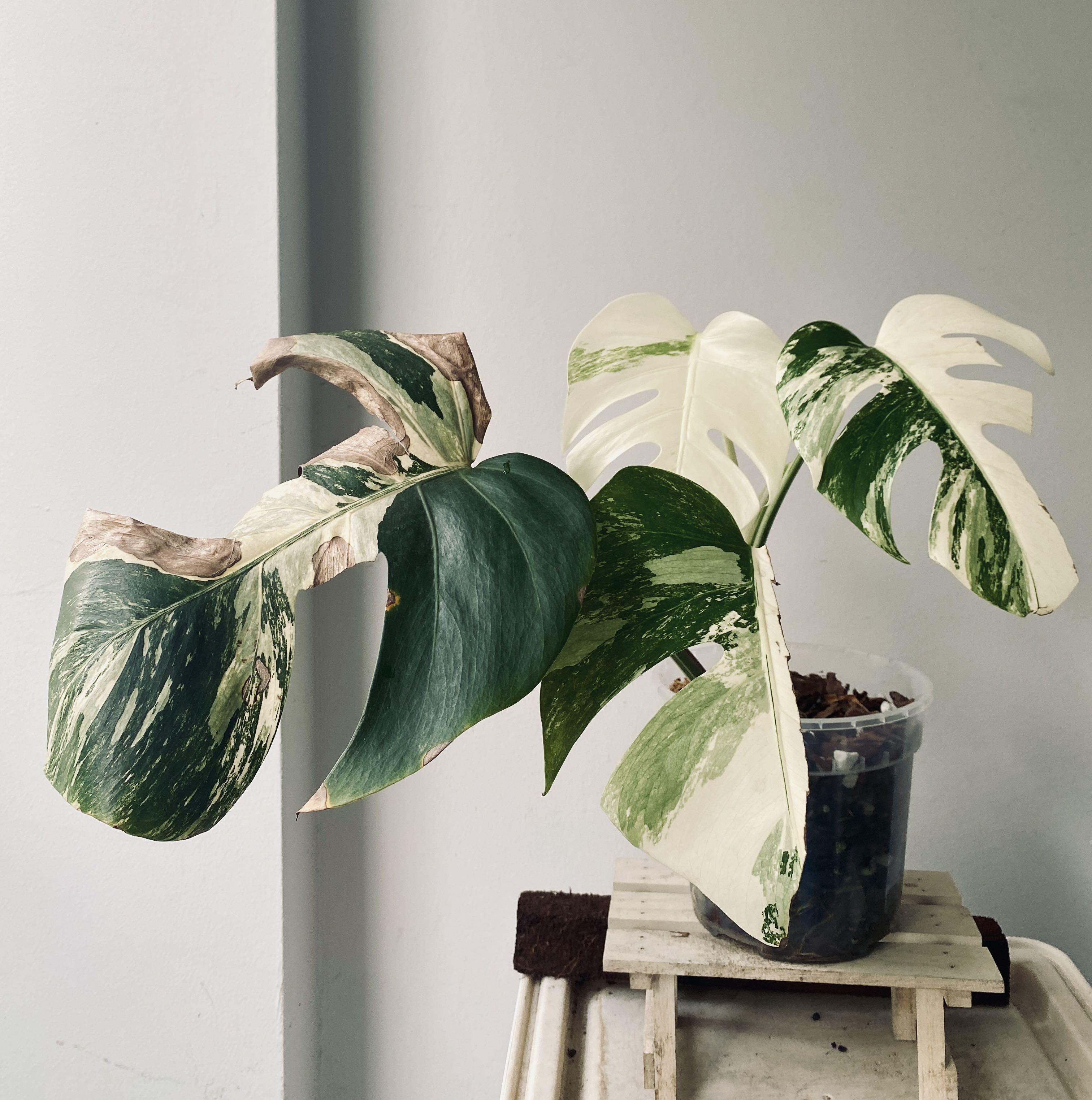 monstera lochpflanze Tipps zur Pflege deiner Pflanze : Monstera deliciosa – PflanzenFuerAlle main image 1