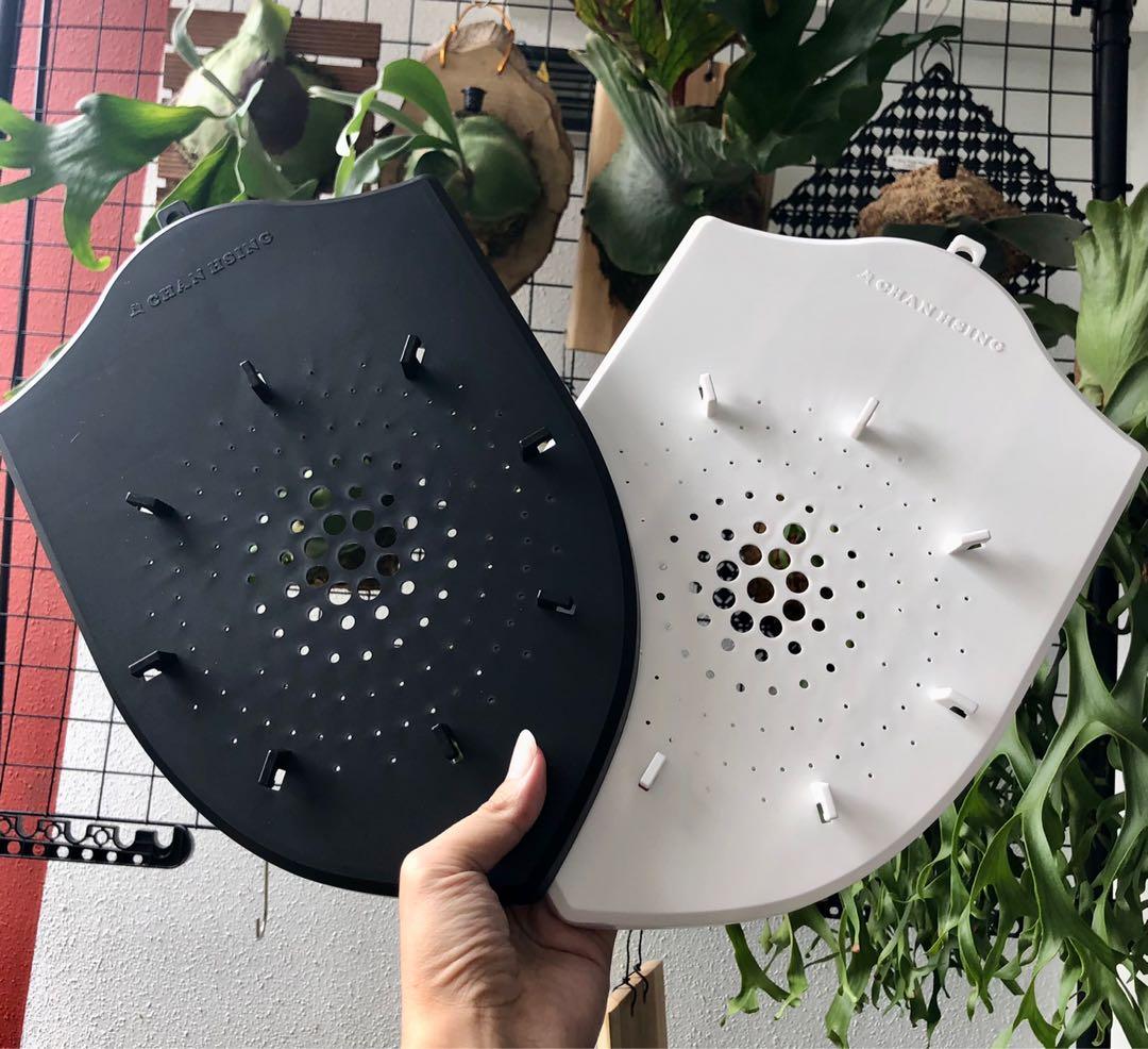 Mounting board for staghorn fern / platycerium, Furniture & Home Living, Gardening, Plants