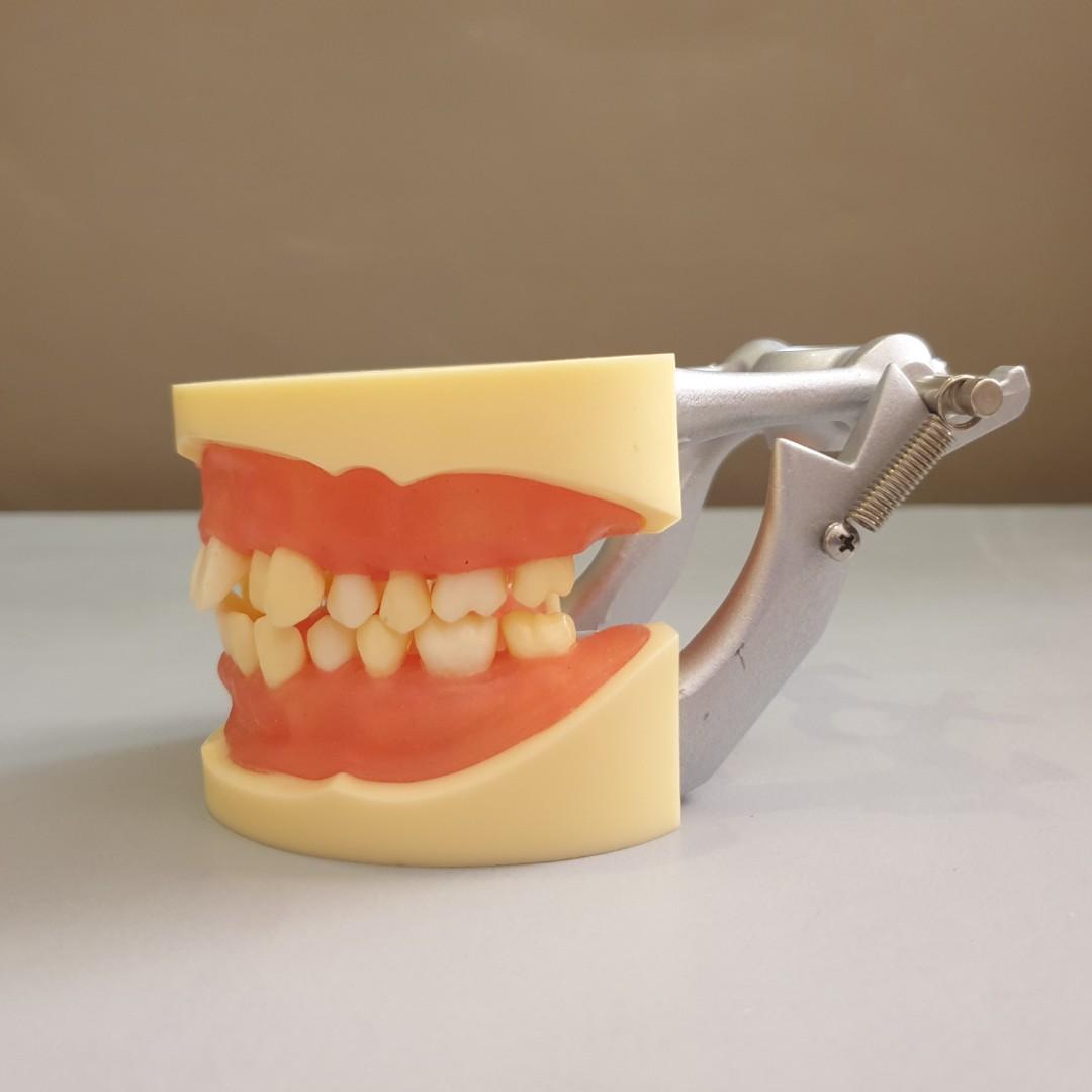 Oral Surgery Articulator, Beauty & Personal Care, Oral Care on Carousell