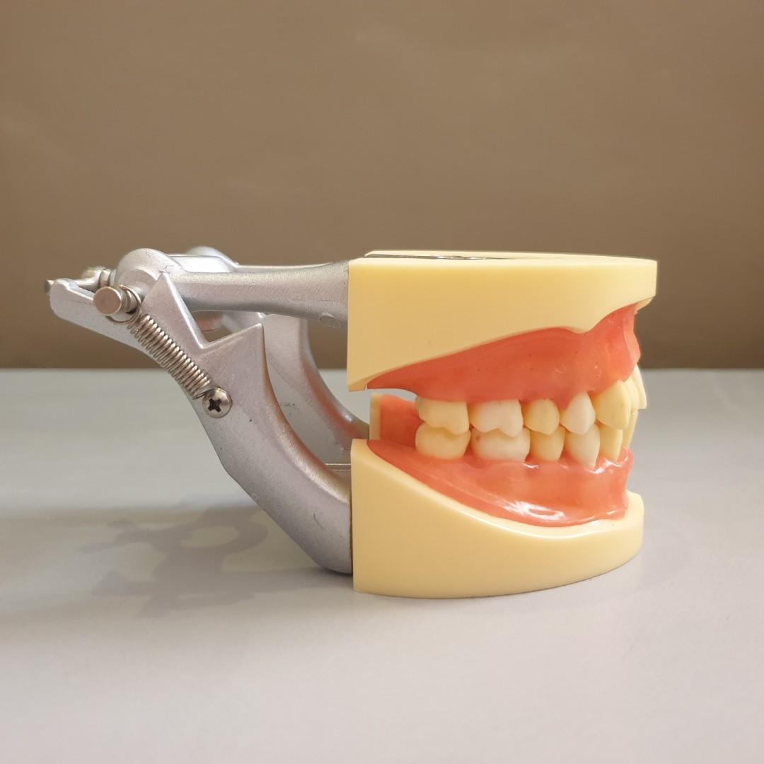 Oral Surgery Articulator, Beauty & Personal Care, Oral Care on Carousell