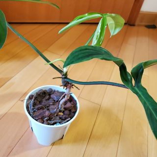 （分類：）位於 。 由 borisghost 提交（商品編號 1167908774，圖片 1）。簡介： 。