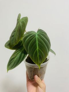 （分類：）位於 。 由 own_plant 提交（商品編號 1167980710，圖片 1）。簡介： 。