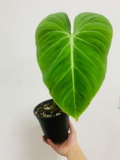 （分類：）位於 。 由 own_plant 提交（商品編號 1167980382，圖片 1）。簡介： 。
