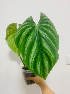 （分類：）位於 。 由 own_plant 提交（商品編號 1167979856，圖片 1）。簡介： 。