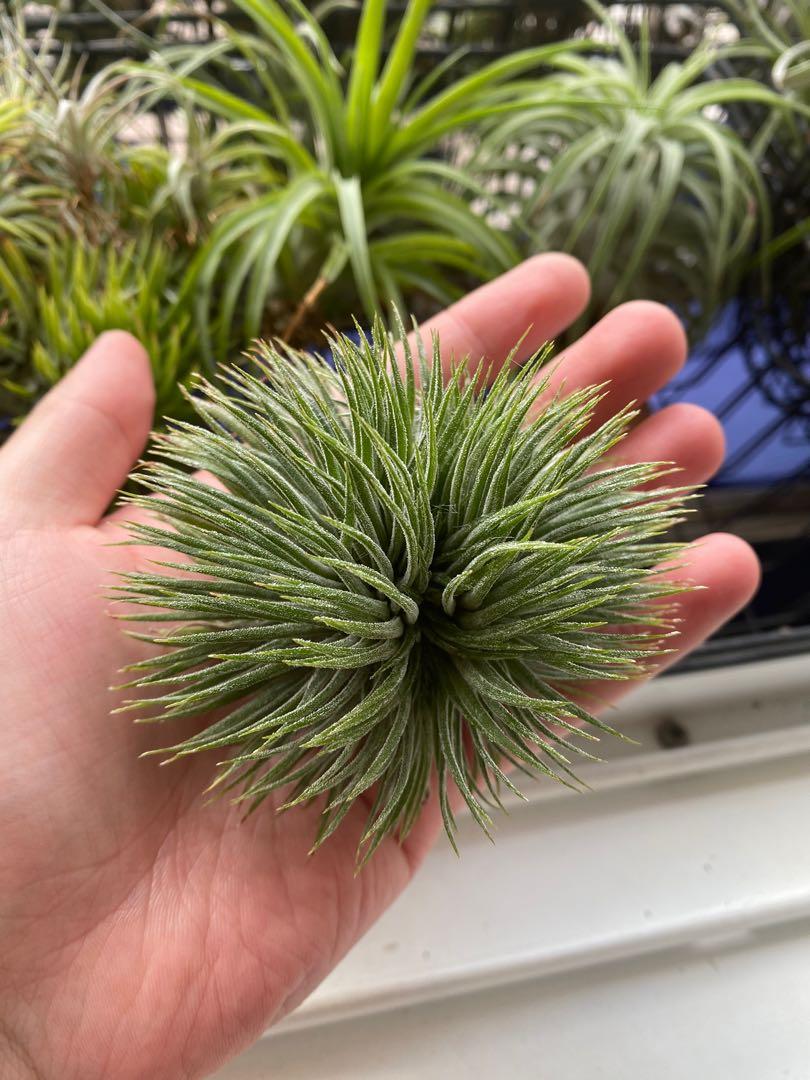 想像を超えての 【綴化】Tillandsia ionantha 'Monstrose' ブロメリア ...