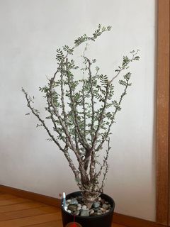 （分類：）位於 。 由 kkh918 提交（商品編號 1168169576，圖片 1）。簡介： 。