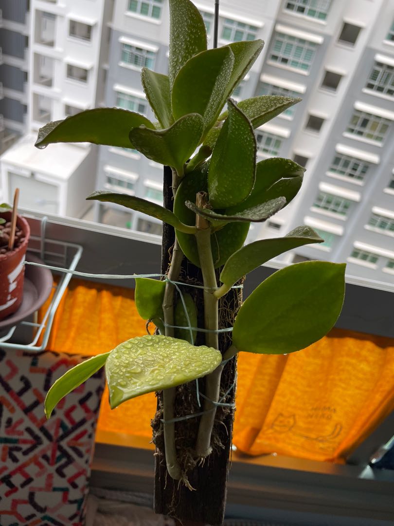 Hoya Plant, Furniture & Home Living, Gardening, Plants & Seeds on Carousell