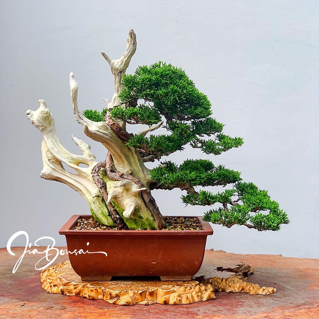 Tanuki Bonsai - Bonsai Tree (Pty) Ltd.