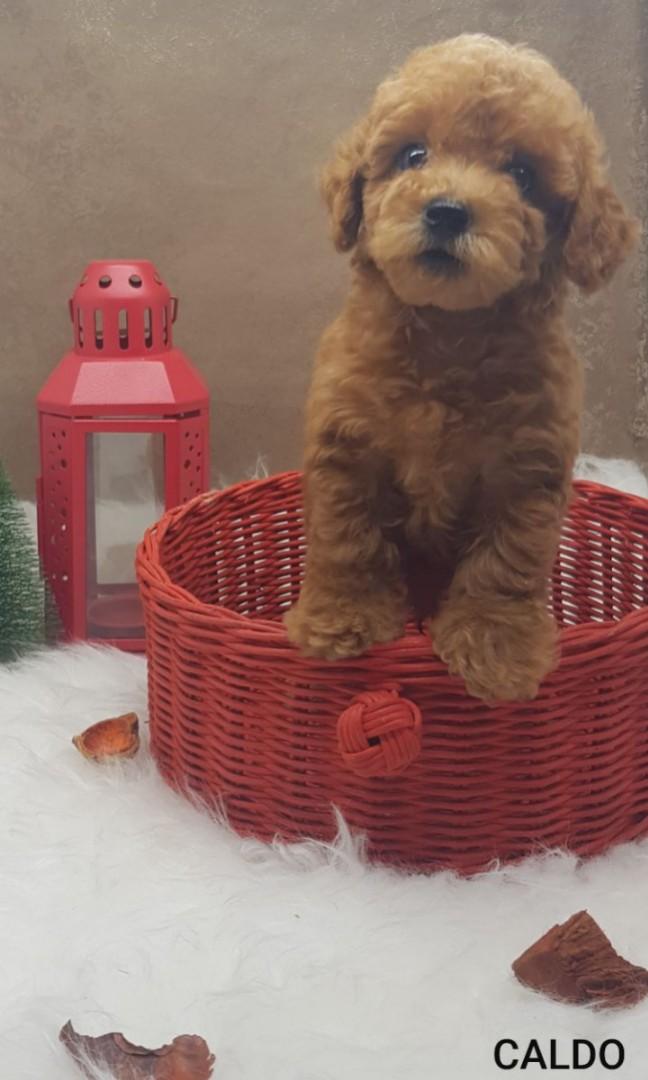 Jual anjing red toy poodle discount