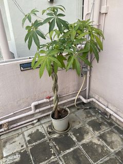 （分類：）位於 。 由 ottottottotto 提交（商品編號 1168145787，圖片 1）。簡介： 。