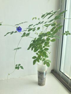 Multi-petals Blue Pea Plant
