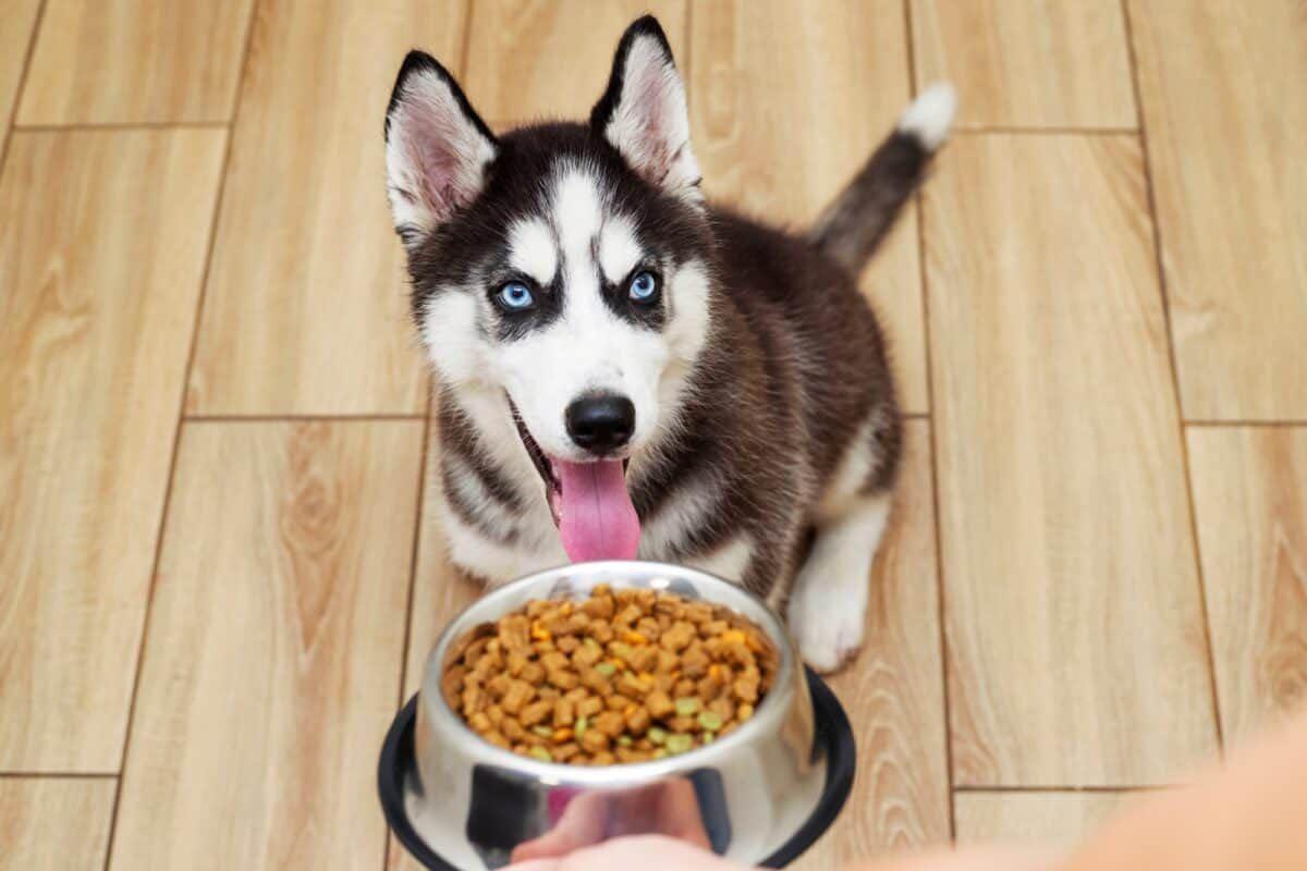 Food for siberian husky outlet