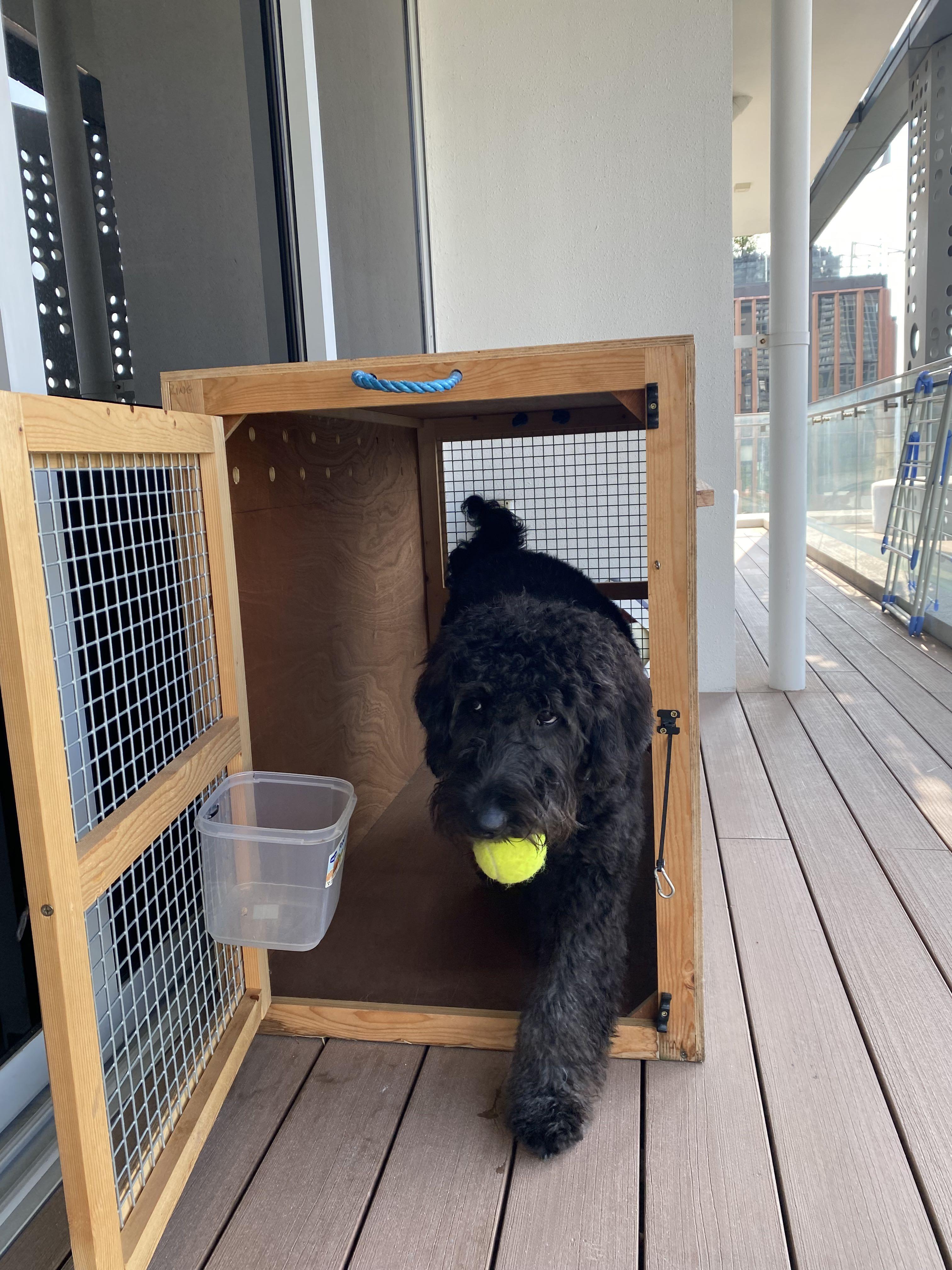 Great dane airline crate discount