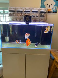 (Category: ) located in . Submitted by starry0008 (Listing ID 1168239328, Image 1). Description: .