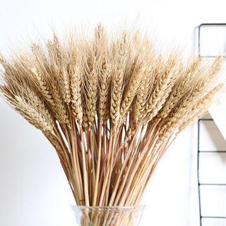 60cm dried wheat deco