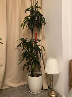 （分類：）位於 。 由 shashamimi 提交（商品編號 1168403640，圖片 1）。簡介： 。
