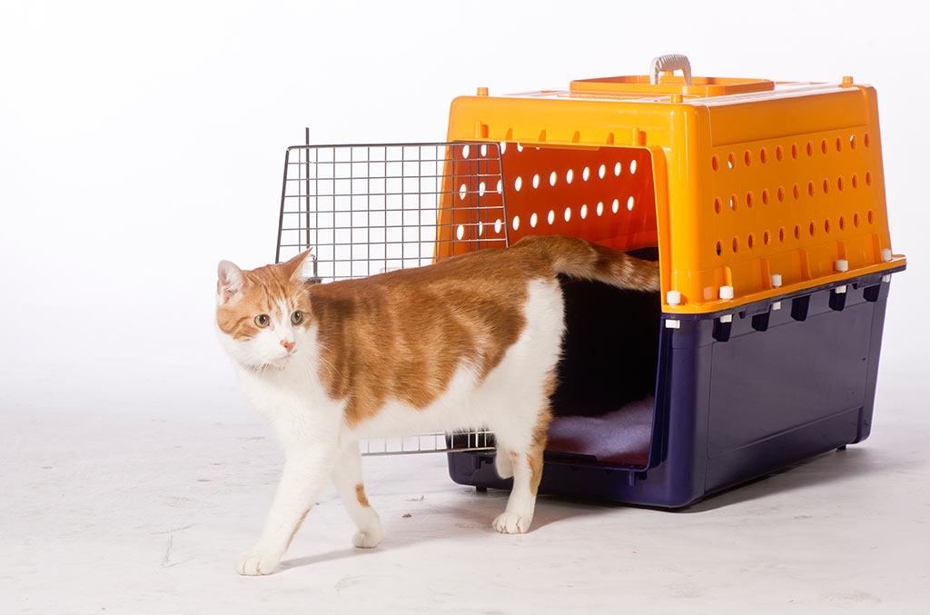 Jetpets PP 20 Pet Pet Cat Dog Transport Travel Crate IATA