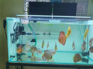 (Category: ) located in . Submitted by mahendranera (Listing ID 1168443386, Image 1). Description: .