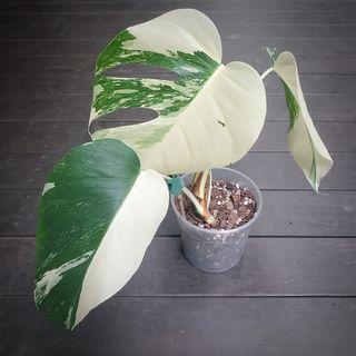 🌱 Monstera albo top-cutting 3 half-moon leaves established