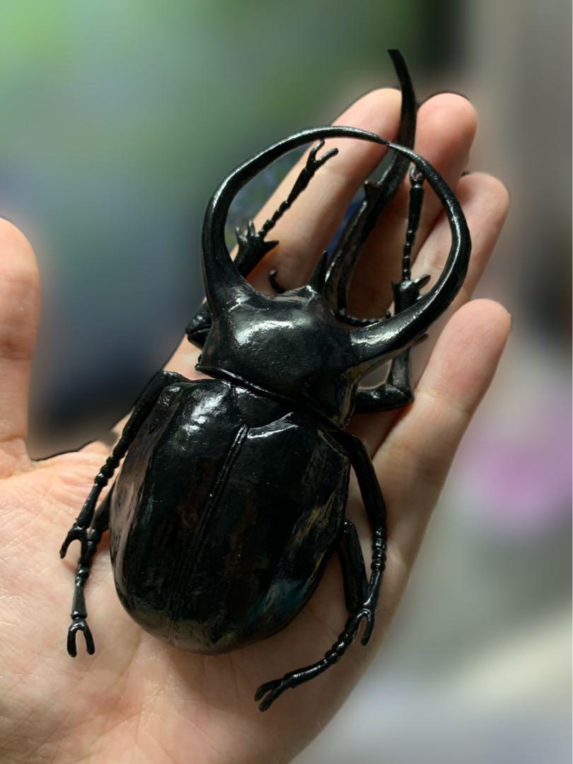 Bandai 世界昆蟲扭蛋獨角仙大甲蟲 興趣及遊戲 玩具 遊戲類 Carousell