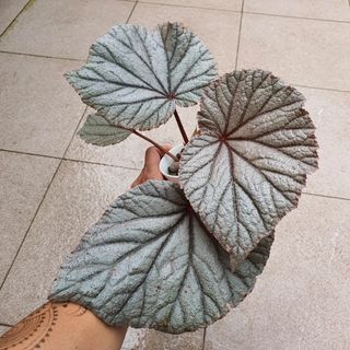 (Category: ) located in . Submitted by prettyeasyplants (Listing ID 1168462437, Image 1). Description: .