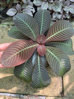 Hoffmannia ghiesbreghtii