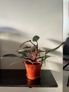 (Category: ) located in . Submitted by henginthere (Listing ID 1168541127, Image 1). Description: .