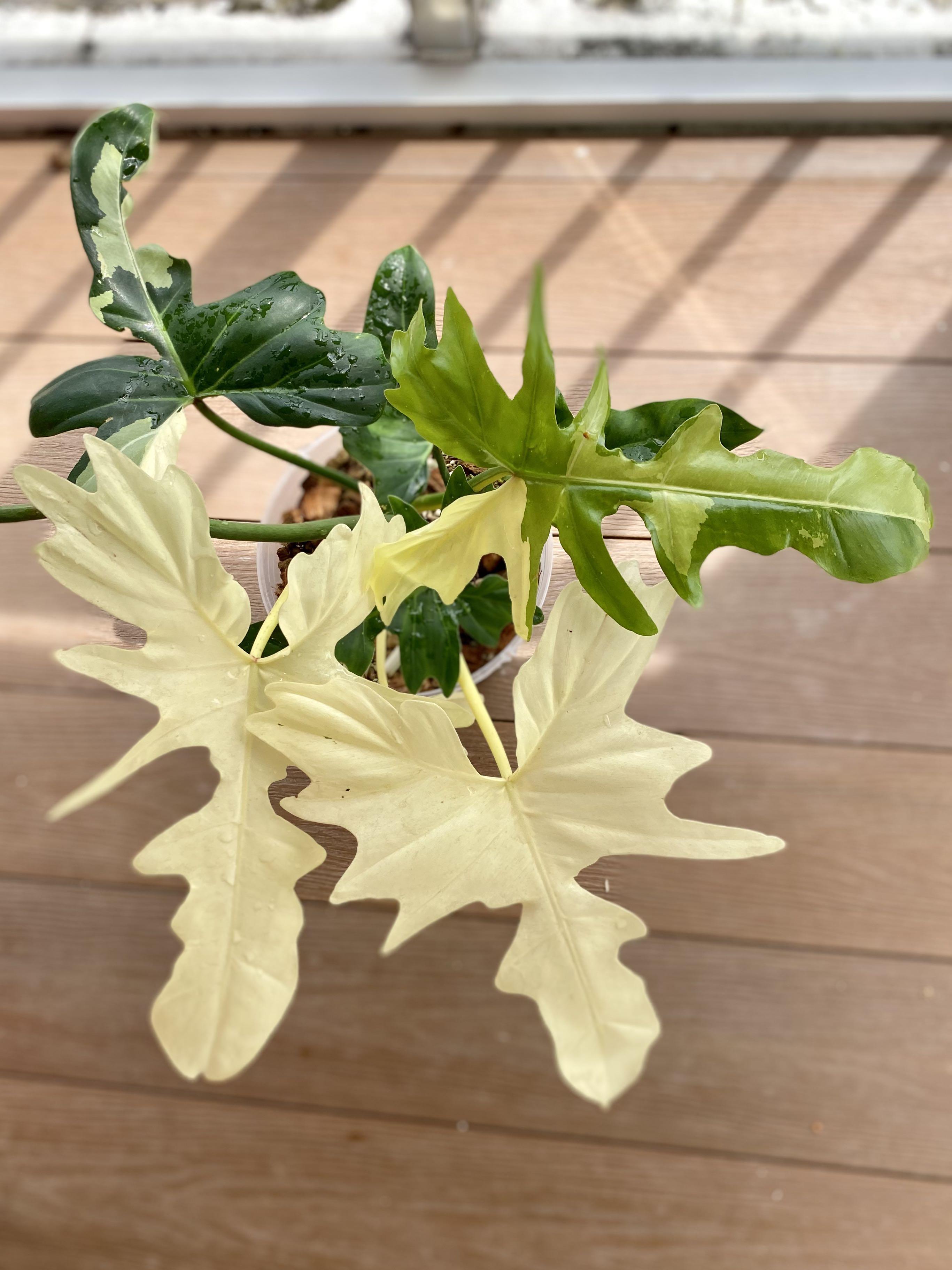 white roses to plant Buy White Pure Roses – Rose Farmers main image 0