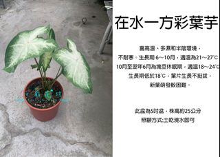 由 floragarden2017 (刊登 ID 1168793097，圖片 1) 提交，位於 的 (類別：)，說明：。