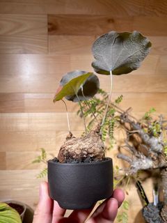 （分類：）位於 。 由 caudex.vw.plants 提交（商品編號 1168763975，圖片 1）。簡介： 。