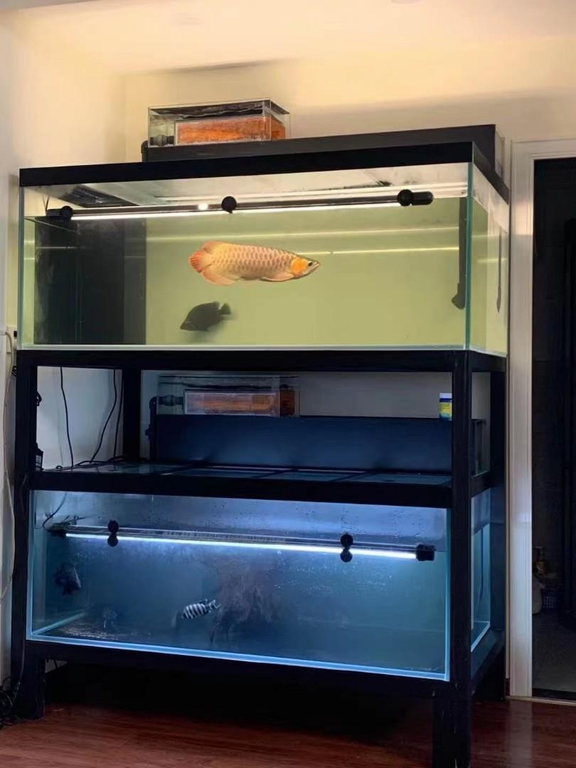 Cheapest fish deals tank