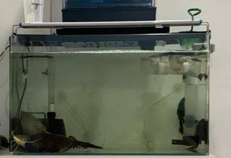 (Category: ) located in . Submitted by aaddisonlkw (Listing ID 1168806853, Image 1). Description: .