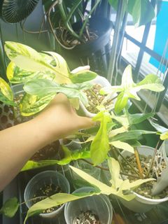 (Category: ) located in . Submitted by ehppp (Listing ID 1168672709, Image 1). Description: .