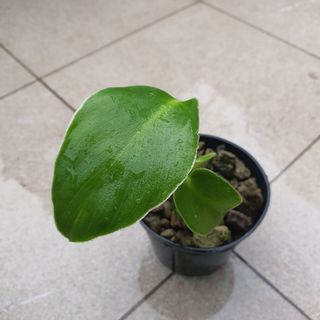 (Category: ) located in . Submitted by prettyeasyplants (Listing ID 1168637594, Image 1). Description: .