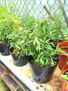 Pomegranate plant