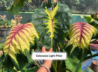 (Category: ) located in . Submitted by nepnepexotic (Listing ID 1168629724, Image 1). Description: .