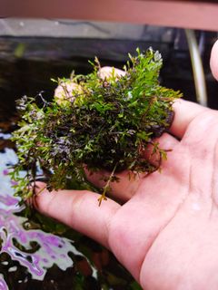 (Category: ) located in . Submitted by hessaquatics (Listing ID 1168719455, Image 1). Description: .