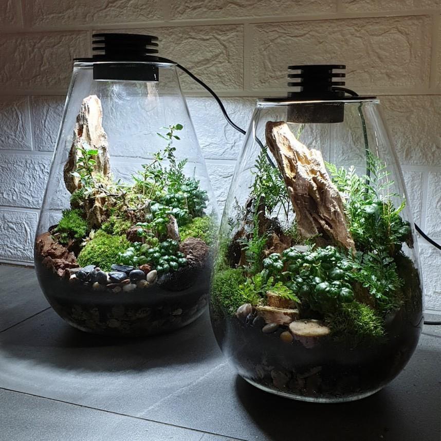 Terrarium with built in led light, Furniture & Home Living, Gardening