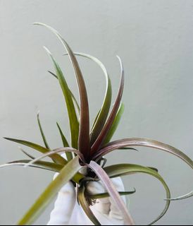 (Category: ) located in . Submitted by epiphytes (Listing ID 1168823062, Image 1). Description: .
