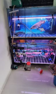(Category: ) located in . Submitted by siangck (Listing ID 1168933334, Image 1). Description: .