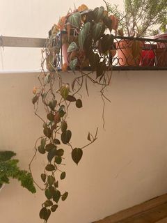 (Category: ) located in . Submitted by efrank (Listing ID 1168889374, Image 1). Description: .