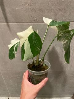 （分類：）位於 。 由 pothos852 提交（商品編號 1168989029，圖片 1）。簡介： 。