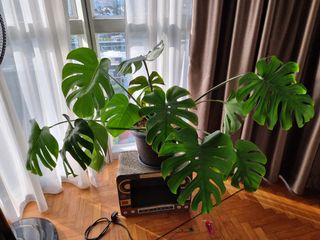 (Category: ) located in . Submitted by jetlag5 (Listing ID 1168933936, Image 1). Description: .