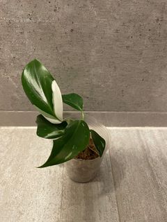 （分類：）位於 。 由 pothos852 提交（商品編號 1168987980，圖片 1）。簡介： 。