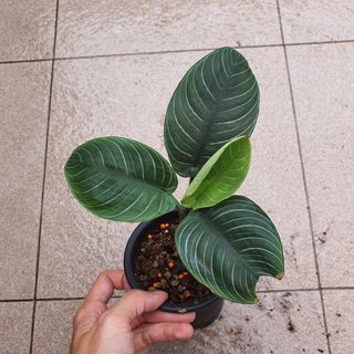 (Category: ) located in . Submitted by prettyeasyplants (Listing ID 1168857194, Image 1). Description: .