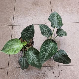 (Category: ) located in . Submitted by prettyeasyplants (Listing ID 1168857302, Image 1). Description: .